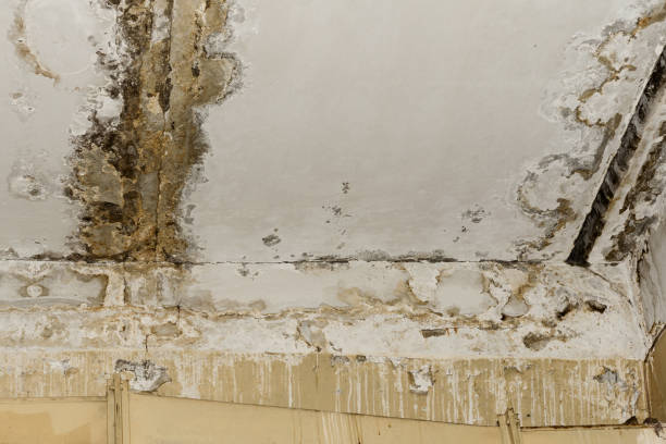 Best Air Quality Testing for Mold Spores  in Lolo, MT