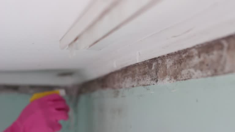 Trusted Lolo, MT Mold Removal Experts